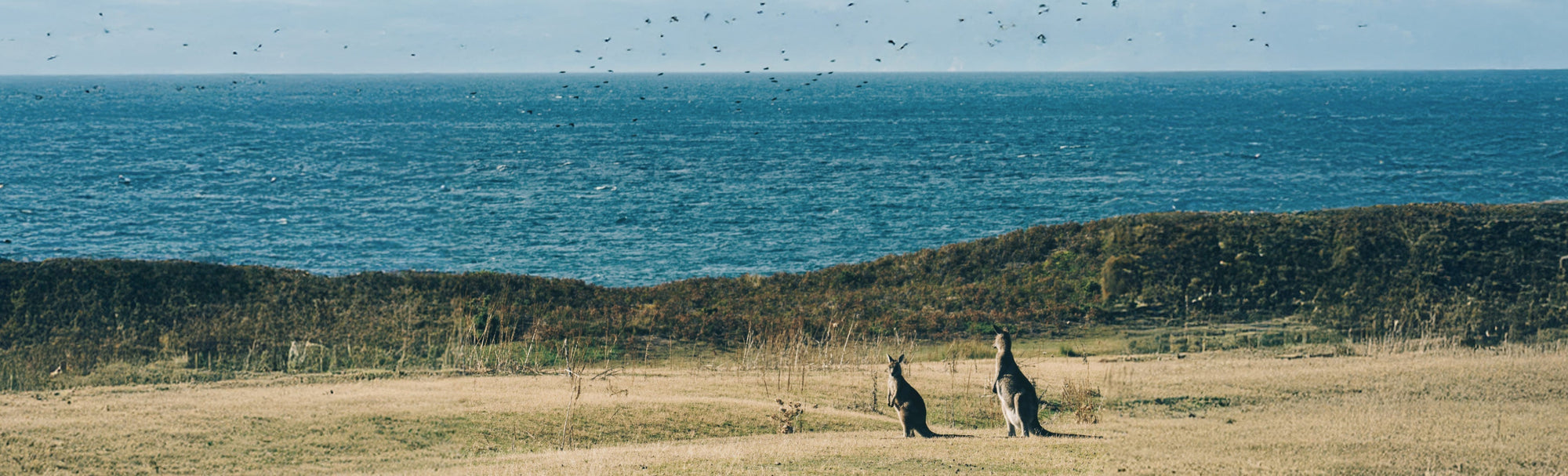 A different kind of wild