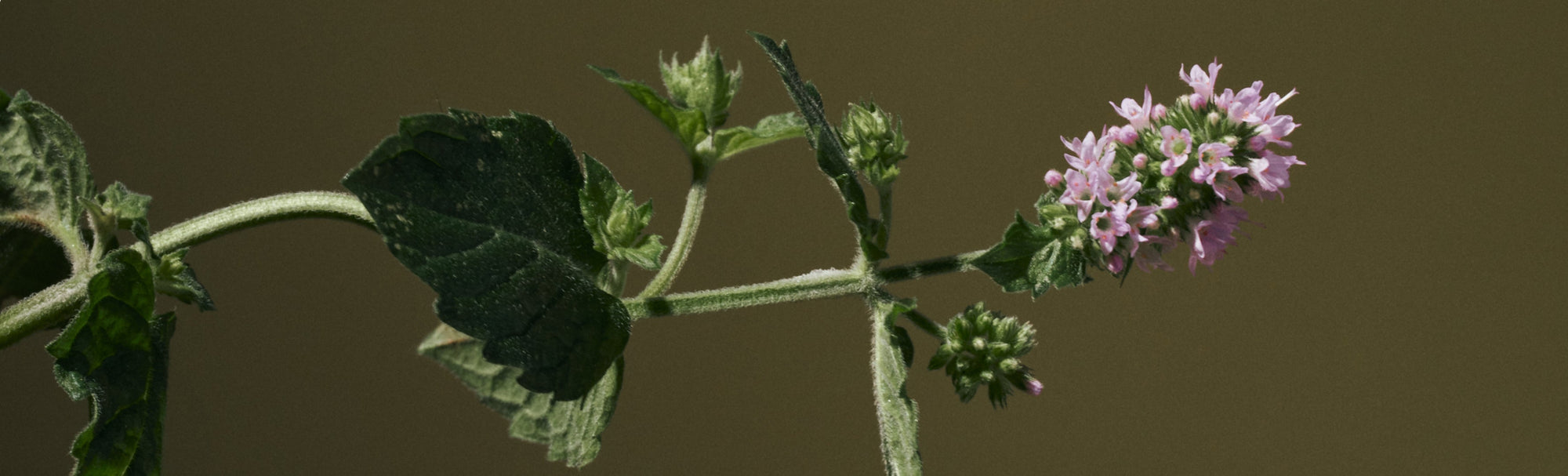 It’s The Year to Stop Using “Fragrance”