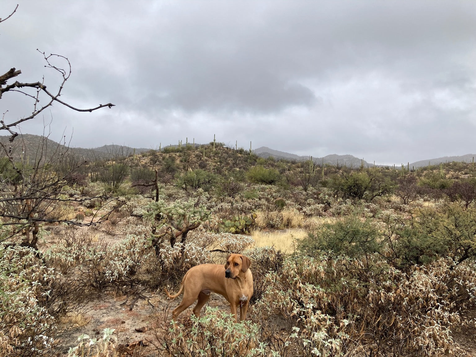 A walk on the wild side in the Sonoran Desert of Arizona