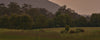 Montage of nature, shots, and koala Eco products